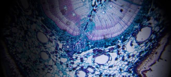 What is digital pathology?